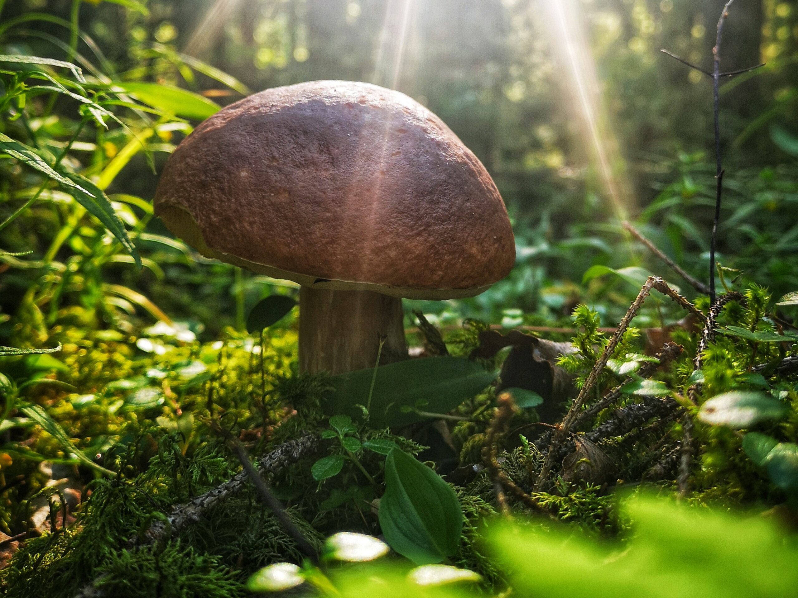 Teemallinen luontoretki Pinkjärvellä